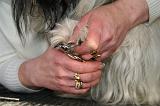 GRIFFES - SKYE TERRIER 075